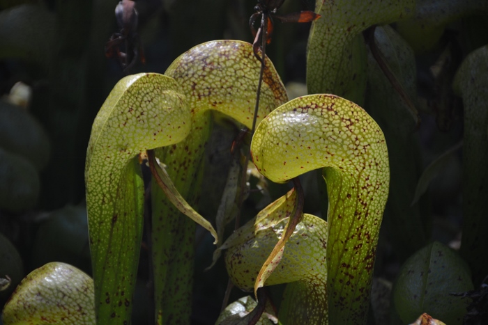 hooded plant closeup